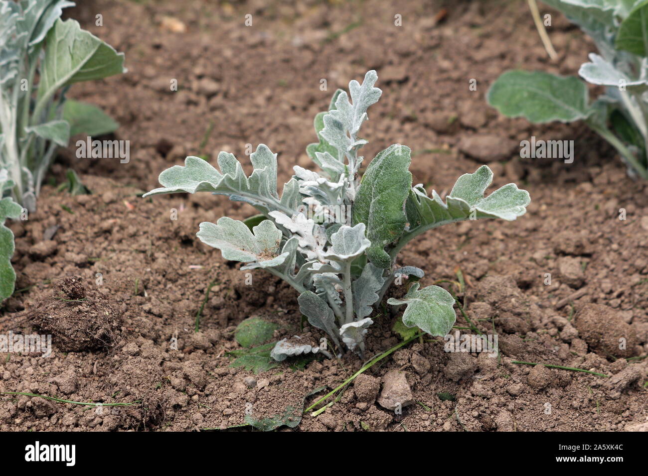 Senecio cineraria Silver dust or Silver Ragwort half hardy herbaceous