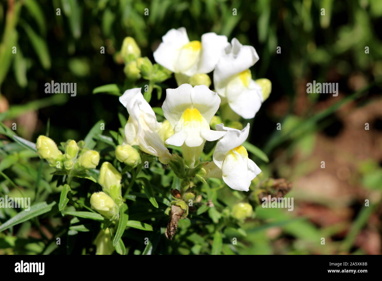 Small bunch of Common snapdragon or Antirrhinum majus herbaceous perennial plants with small flower buds and fully open blooming white flowers Stock Photo