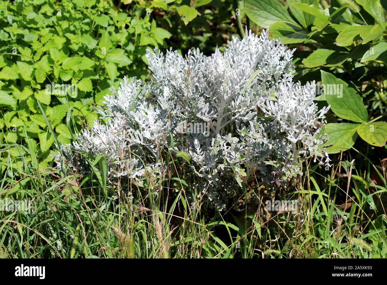 Single Senecio Cineraria Silver Dust Or Silver Ragwort Half Hardy Herbaceous Annual Foliage Shrub Plant With Slightly Lobed Leaves Stock Photo Alamy