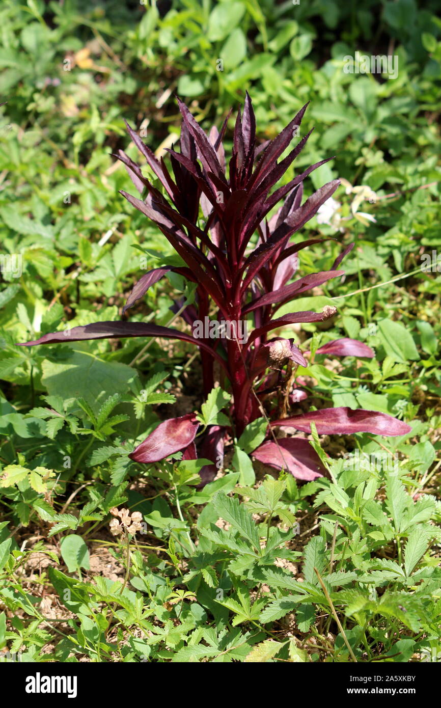 Small Cardinal Flower Or Lobelia Cardinalis Perennial Herbaceous Flowering Plant With Dark Lanceolate Leaves Planted In Local Urban Garden Stock Photo Alamy