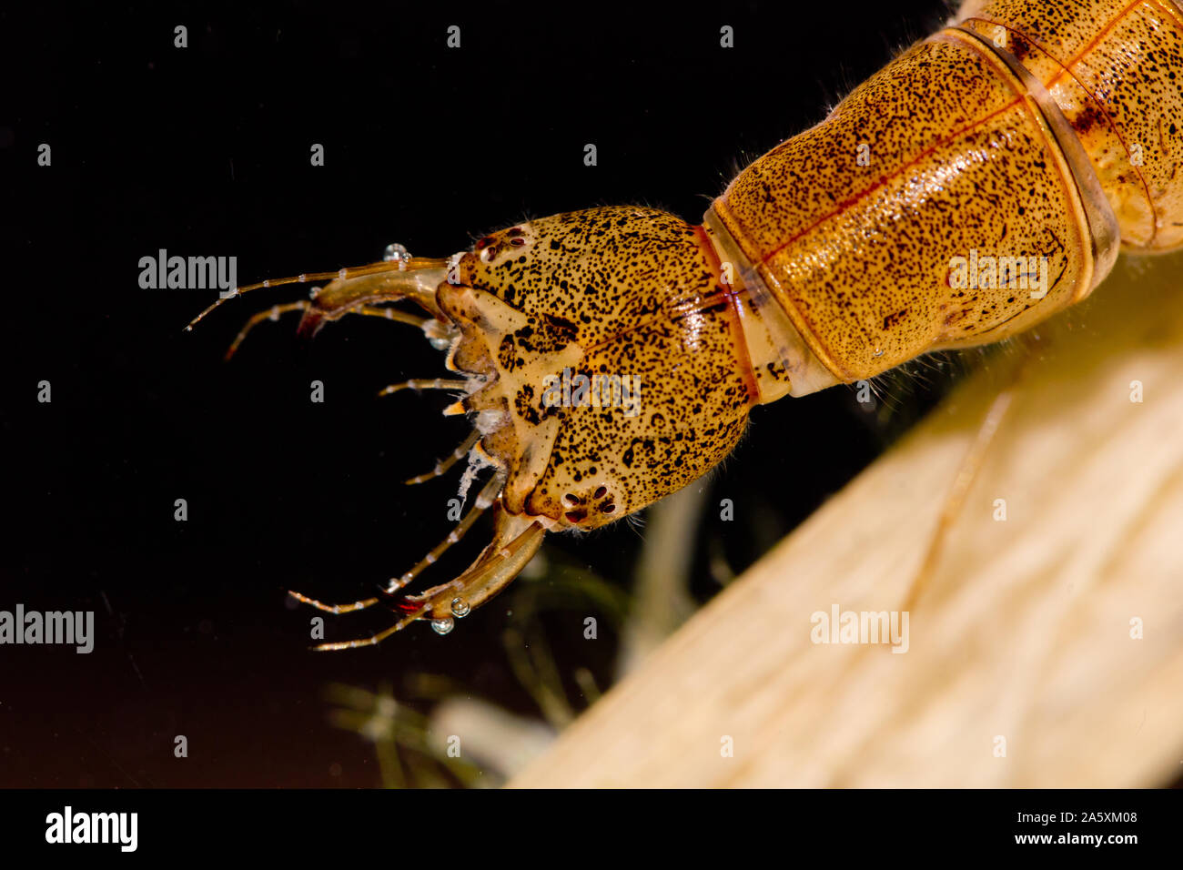 Diving beetle larva (Cybister lateralimarginalis Stock Photo - Alamy