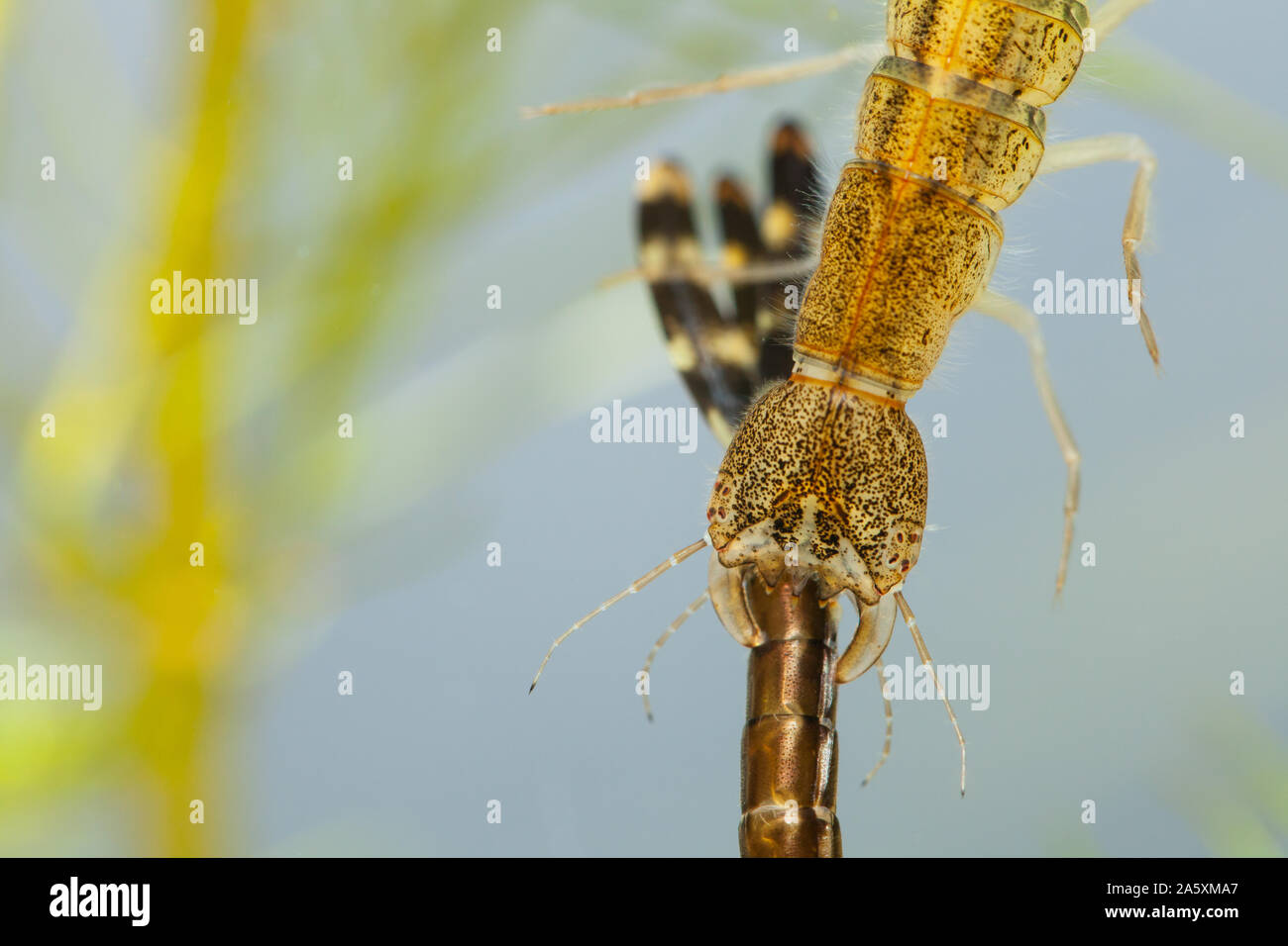 Diving beetle larva (Cybister lateralimarginalis Stock Photo Alamy