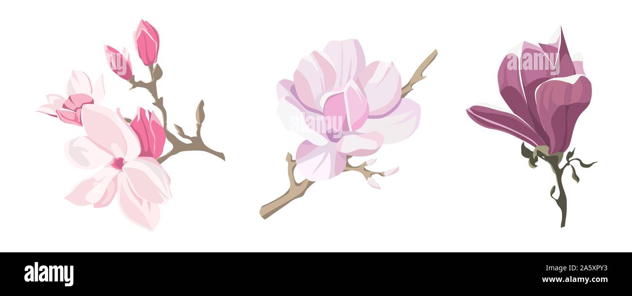 Set of magnolia flowers in flat style isolated on white background. Vector illustration Stock Vector