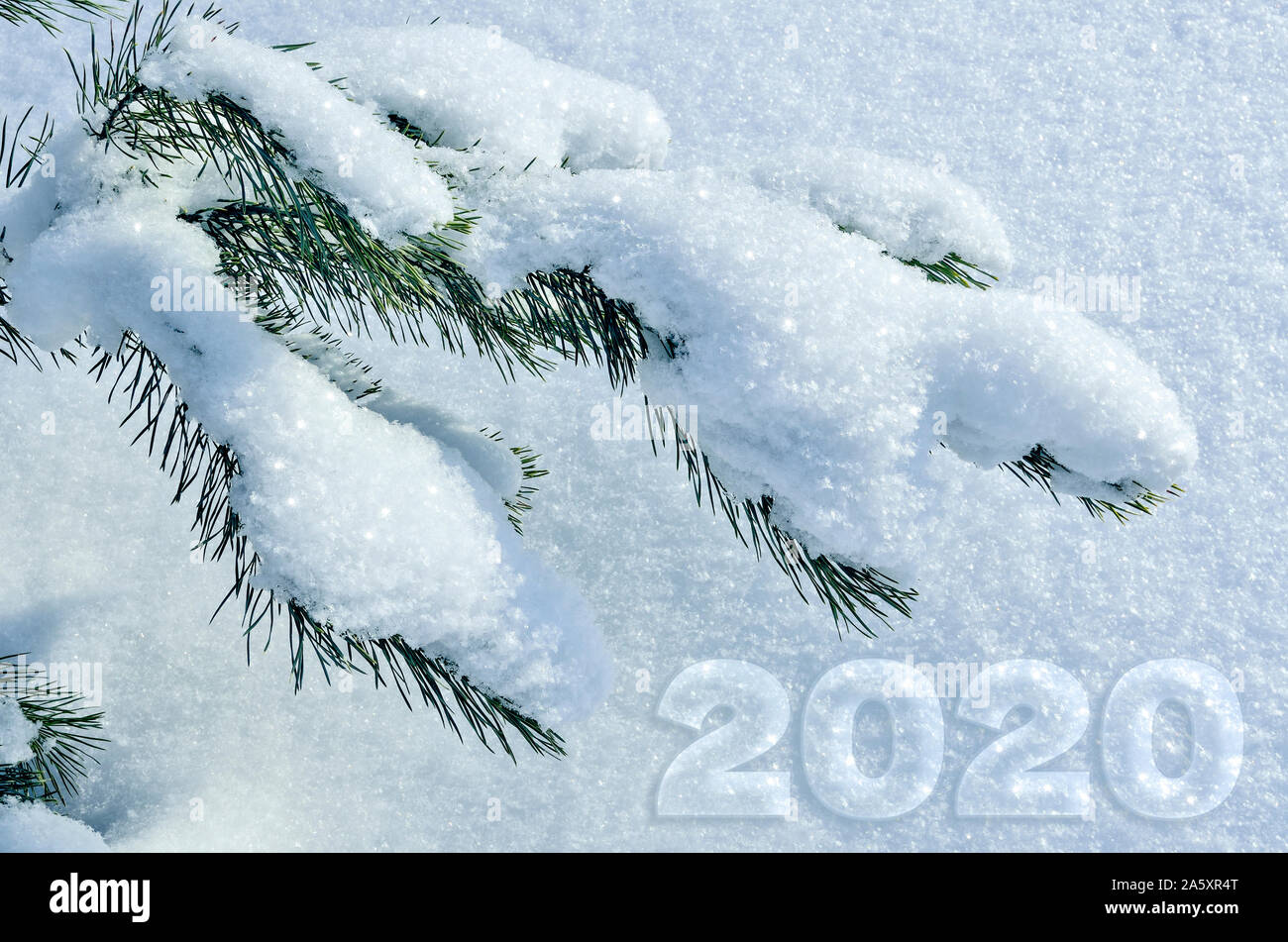 Winter, Christmas or New Year greeting card or calendar cover template with green snow-covered fir branch and date 2020. Winter seasonal design. Stock Photo