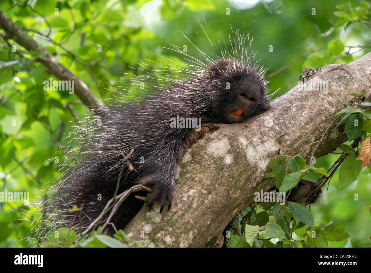 North American porcupine (Erethizon Dorsatum) sleeping on branch, Germany Stock Photo