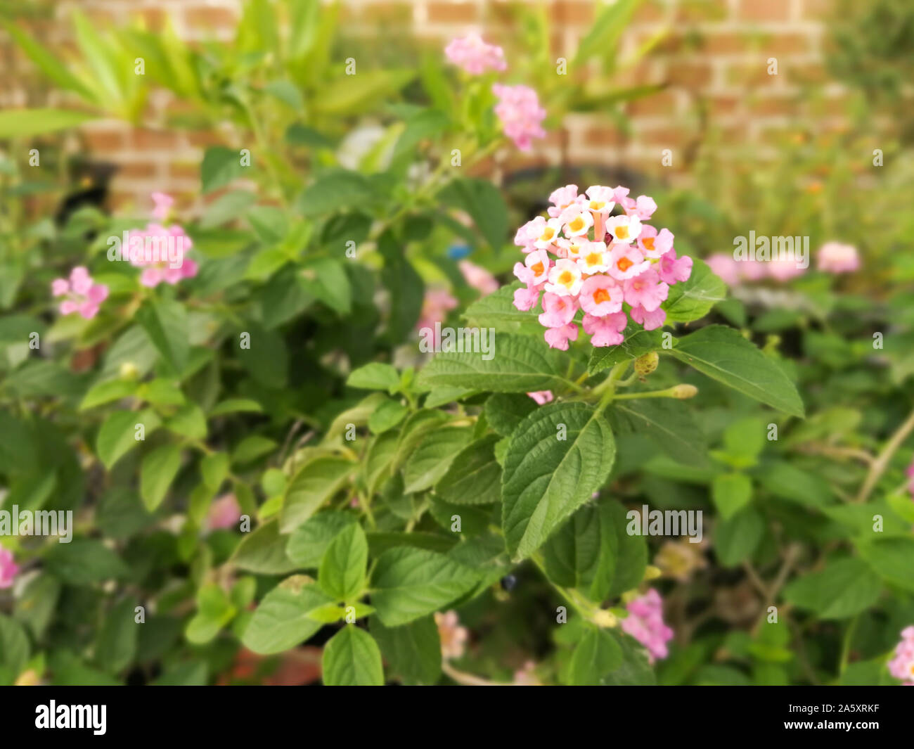 Beautiful of Pink flowers in the garden at evening (Lantana camara L.) on brick background with vision blur Stock Photo