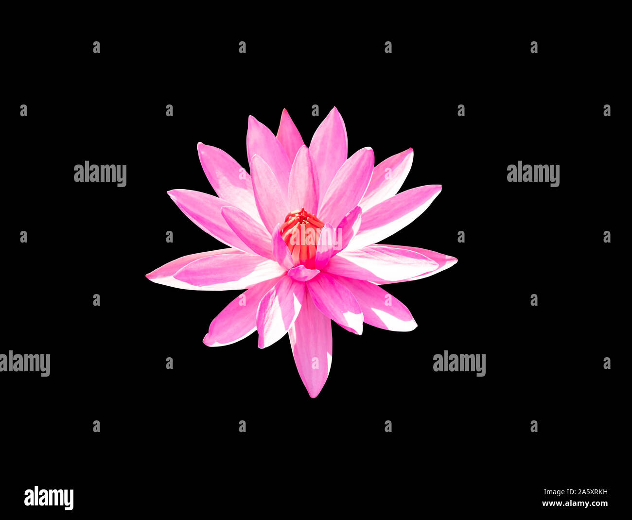 Red lotus flower blooming with clipping paths on black background Stock