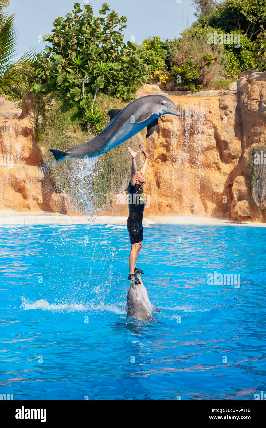 Show with a trainer and dolphins in the pool at the Loro Park (Loro Parque). Puerto de la Cruz, Tenerife, Spain Stock Photo