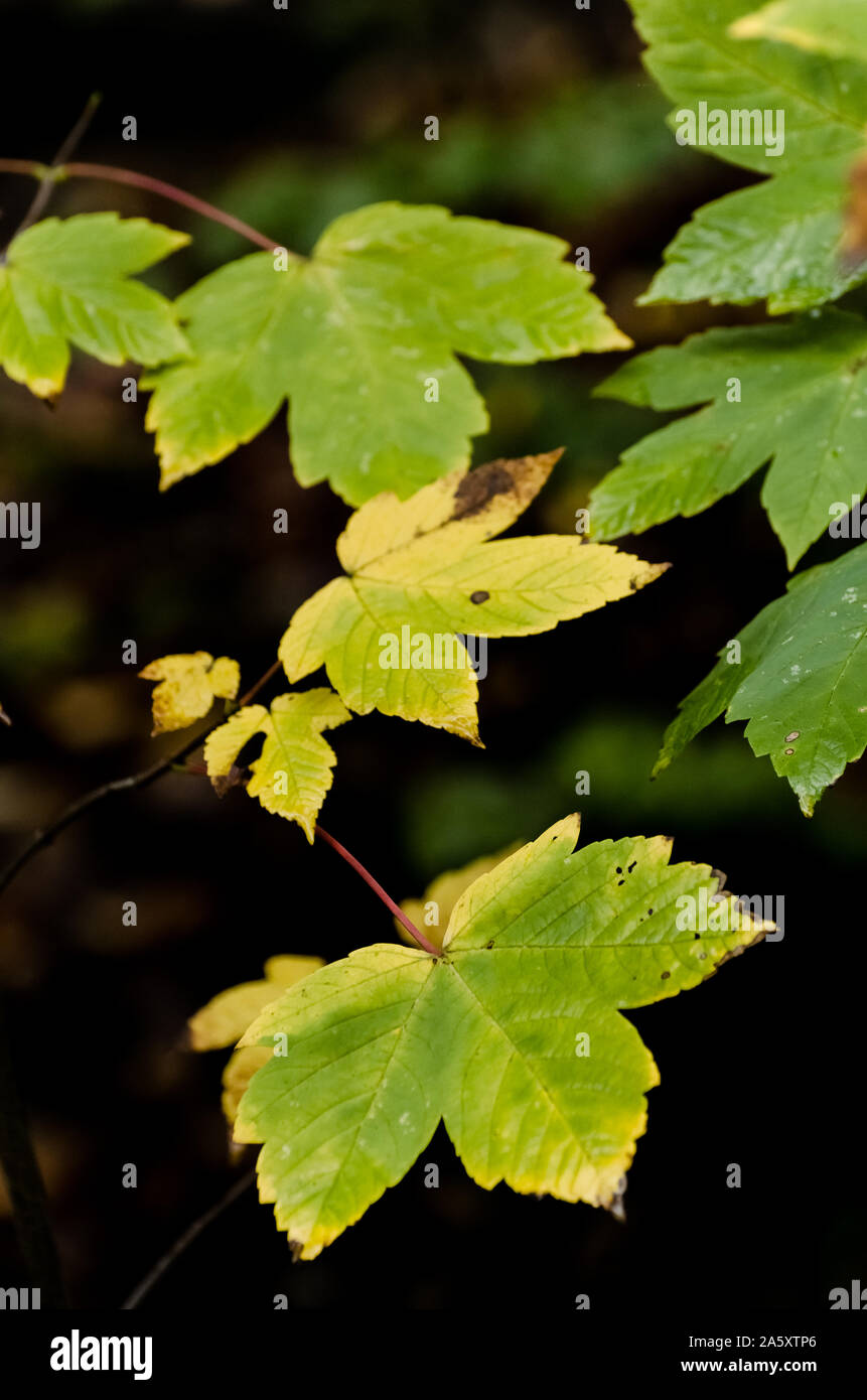 Autumn season colours in the forest in Germany, Acer pseudoplatanus, Sycamore maple leaves Stock Photo