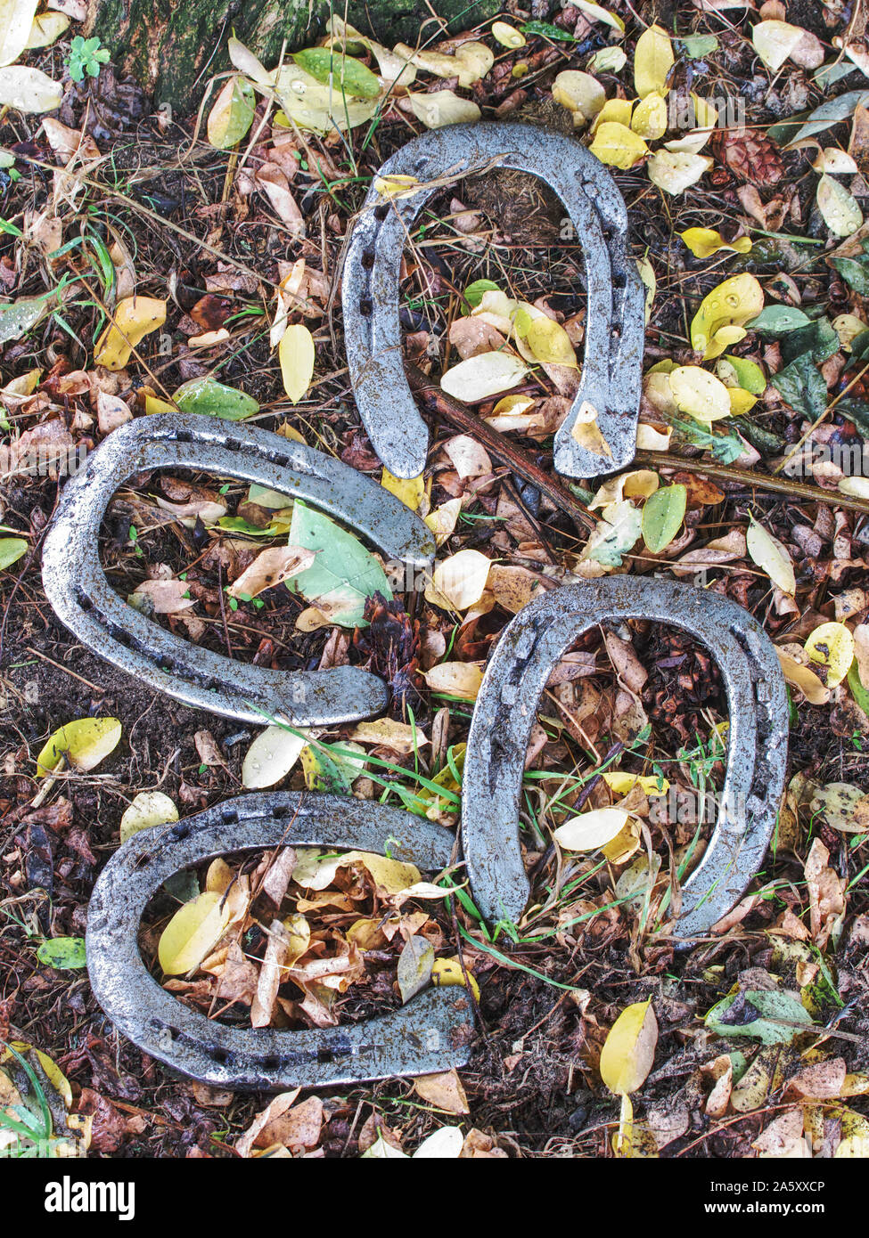 Worn out manual hammered horseshoe after change lying on the grassy ground with colorful autumn leaves around. Autumnal season in horse farm. Stock Photo