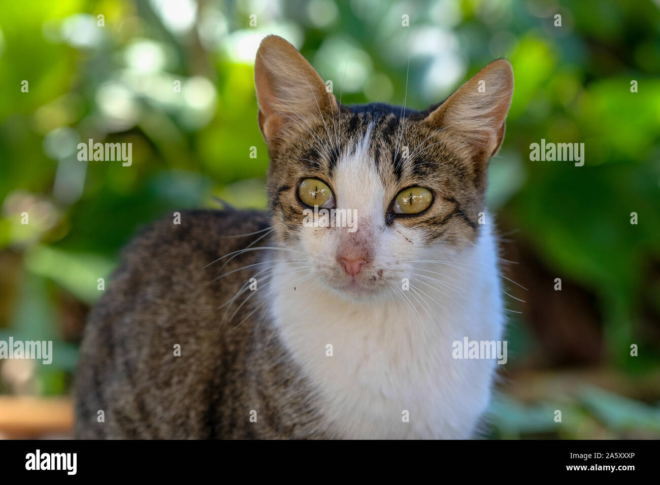 Wild cat eyes, portrait on blurred background Stock Photo