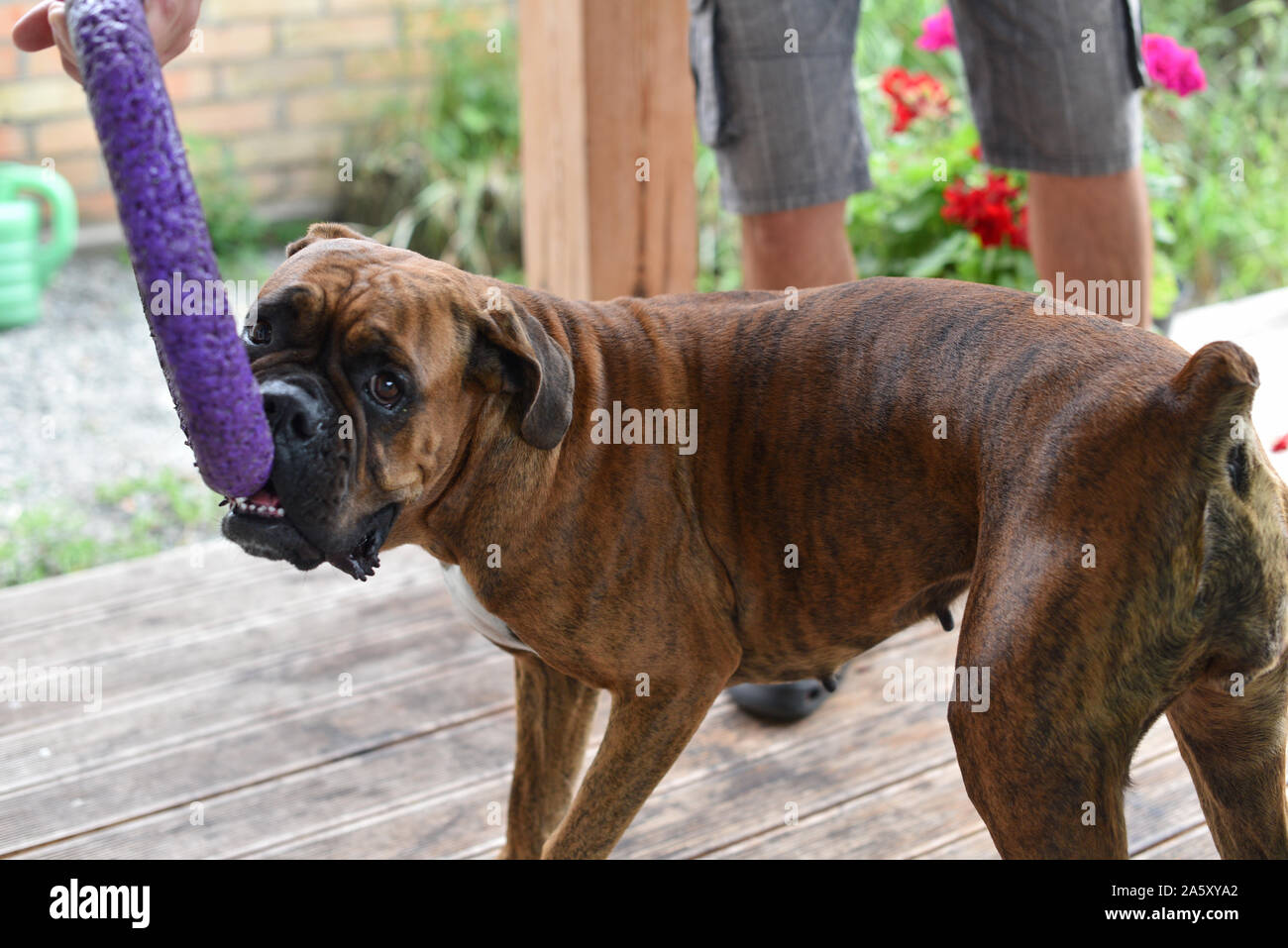 Tiger brindle cheap boxer
