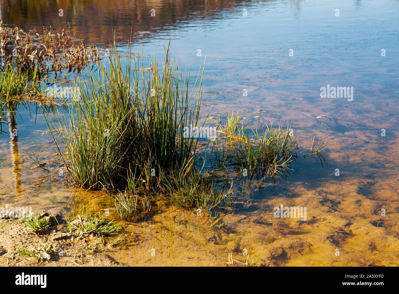 Green aquatic plants in natural lake Stock Photo Alamy