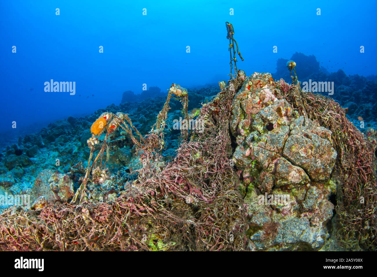A discarded net has found its way to the reef, Hawaii. Nets like this will kill marine creatures that get caught in it, including fish, sharks and sea Stock Photo