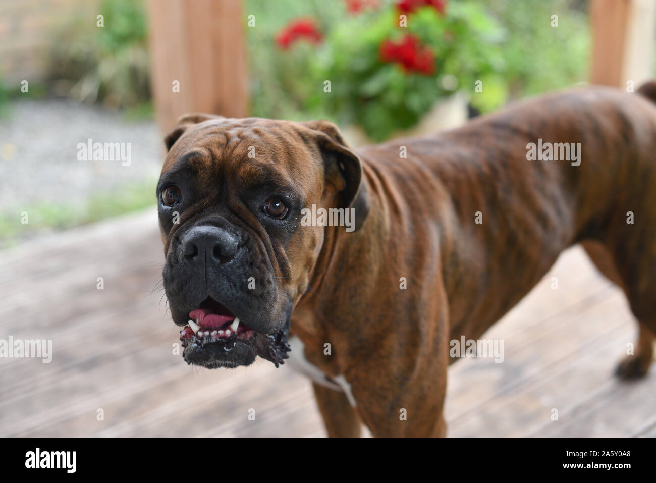Summer outdoors portrait of Geman boxer dog on hot sunny day. Brown tiger  with brindle colored boxer. Boxer is a faithful and balanced dog. Very used  Stock Photo - Alamy