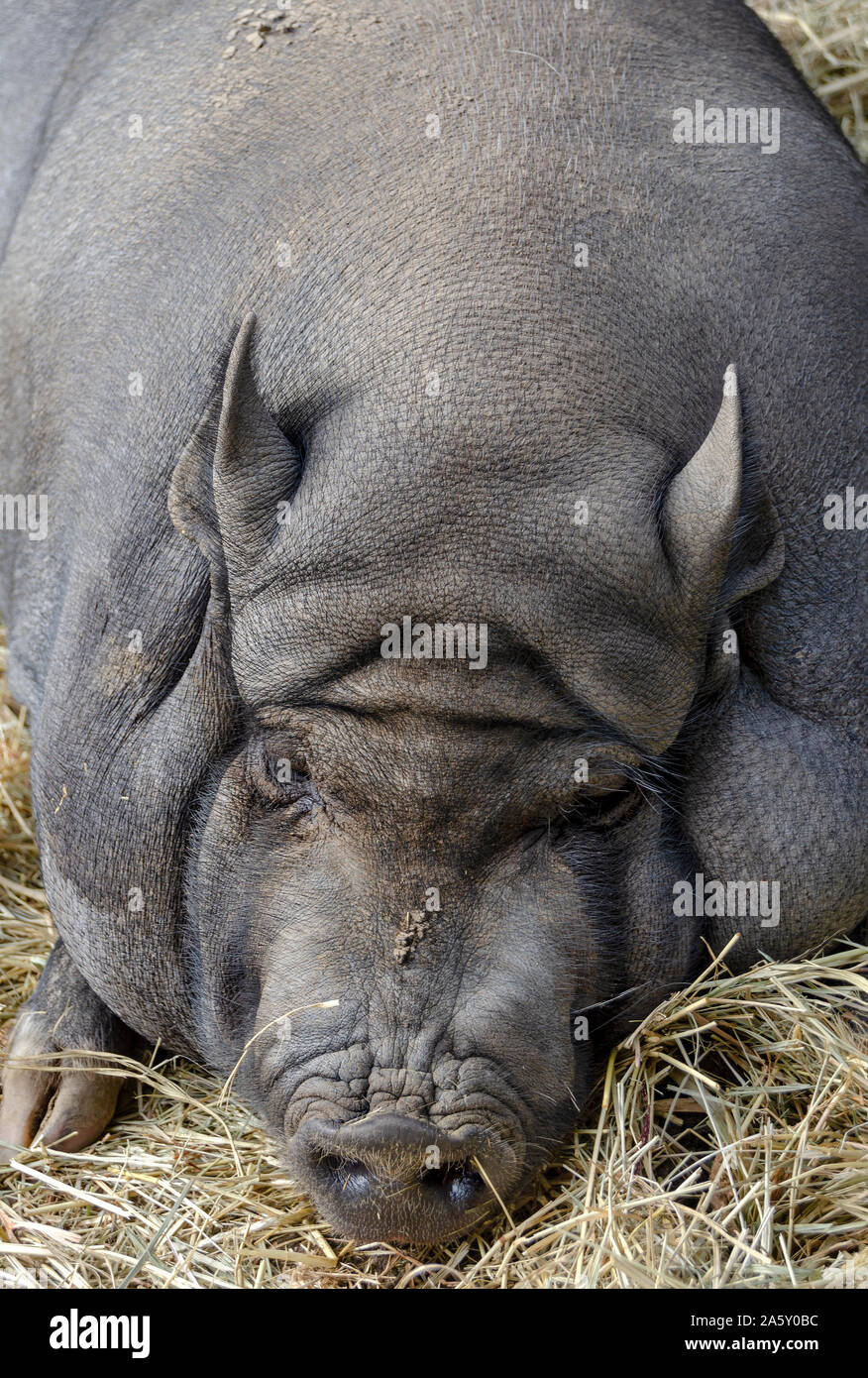 Goettinger mini pig snoozing on straw Stock Photo