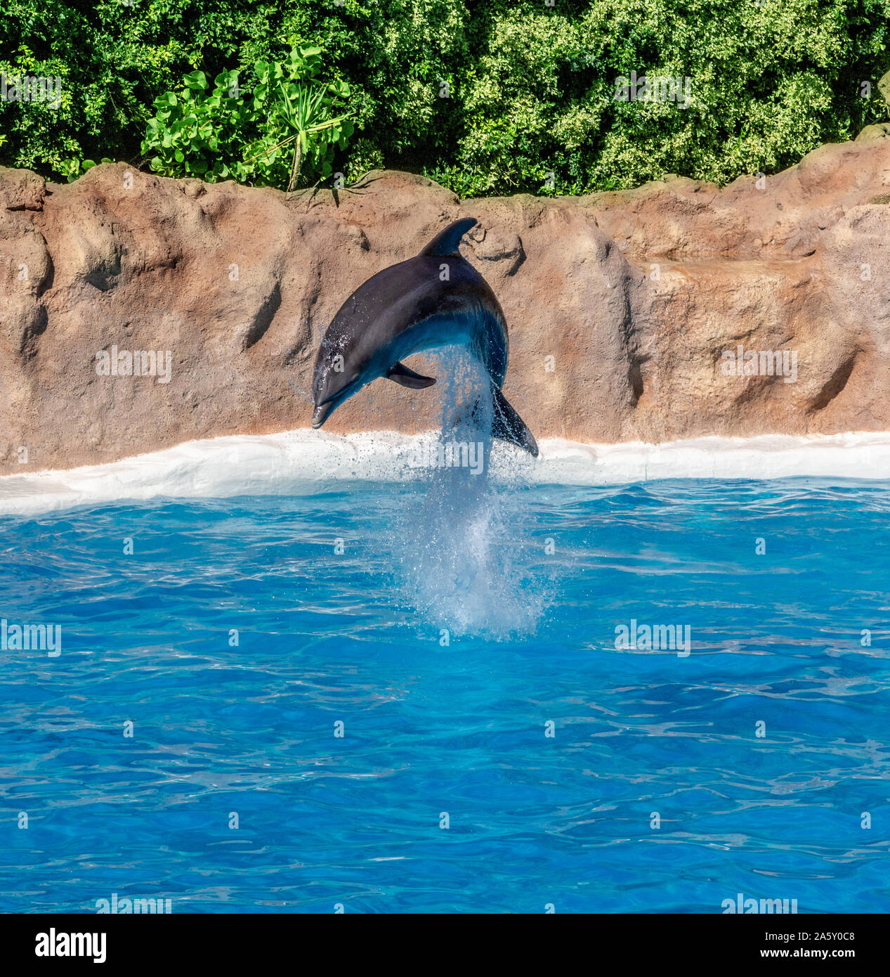 Dolphin show in the Loro Parque, Tenerife, Spain Stock Photo