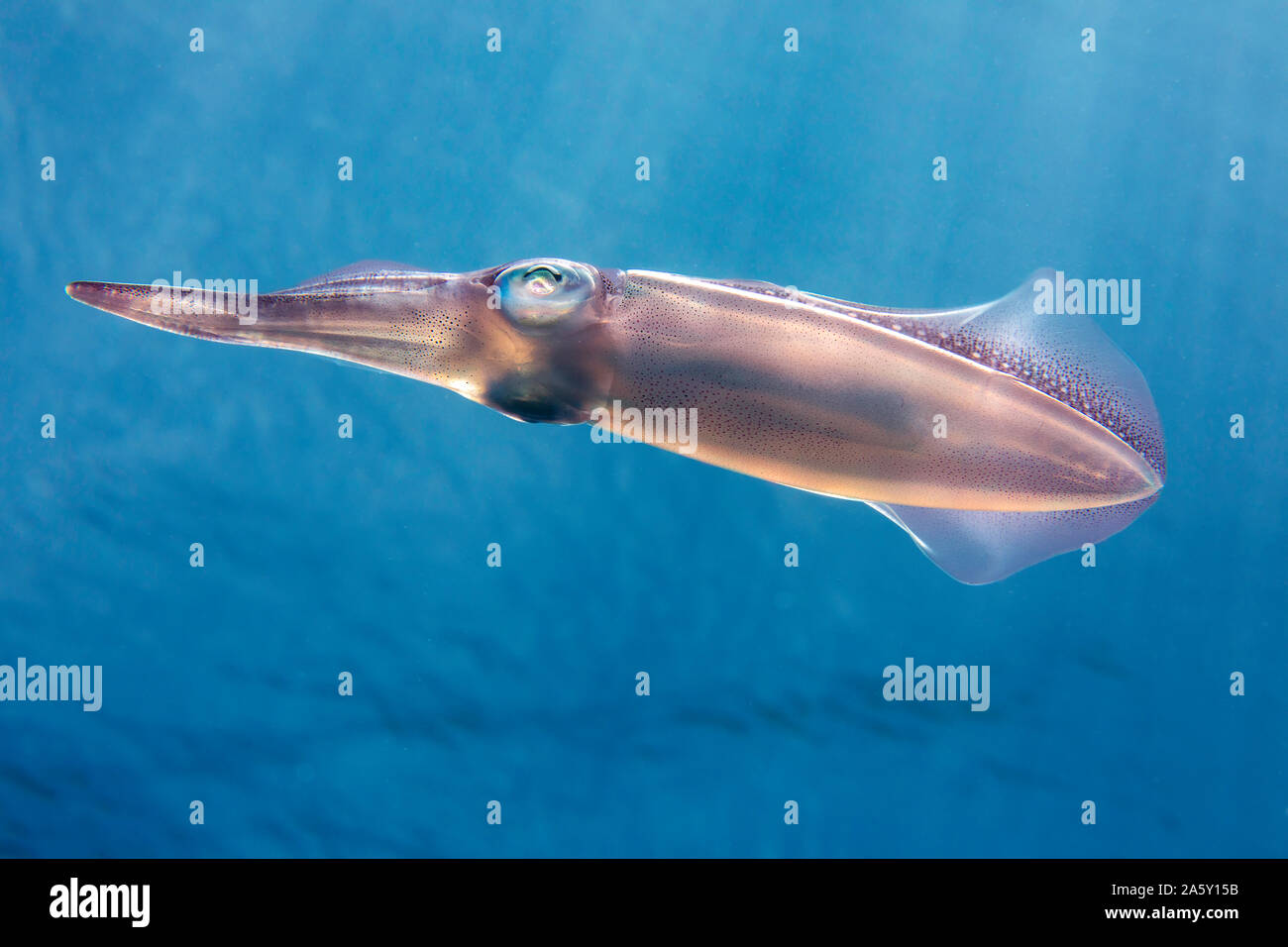 The oval squid, Sepioteuthis lessoniana, can reach 14 inches in length.  Photographed off the island of Yap, Micronesia. Stock Photo