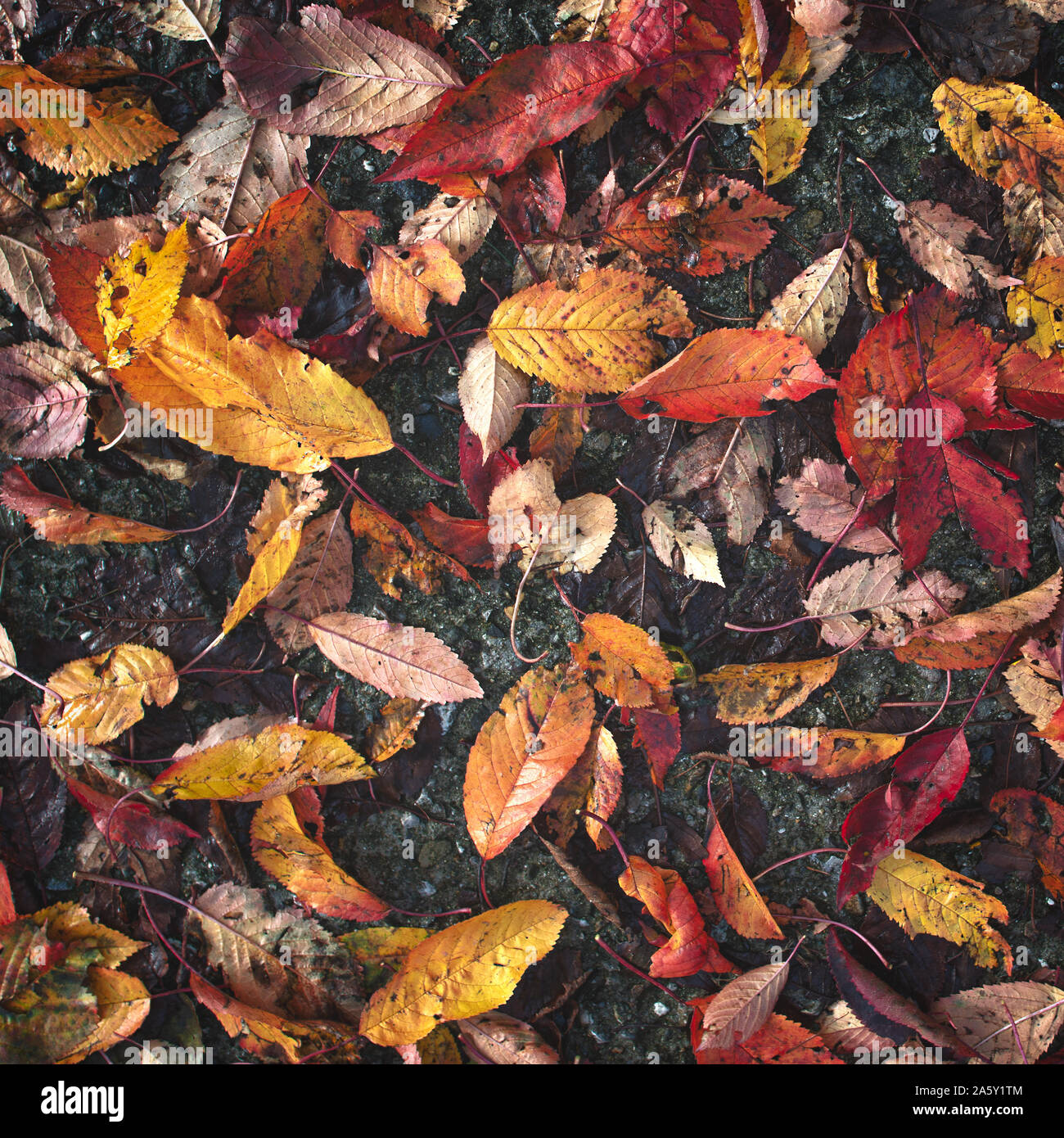 Wet autumn leaves fallen on the pavement Stock Photo - Alamy