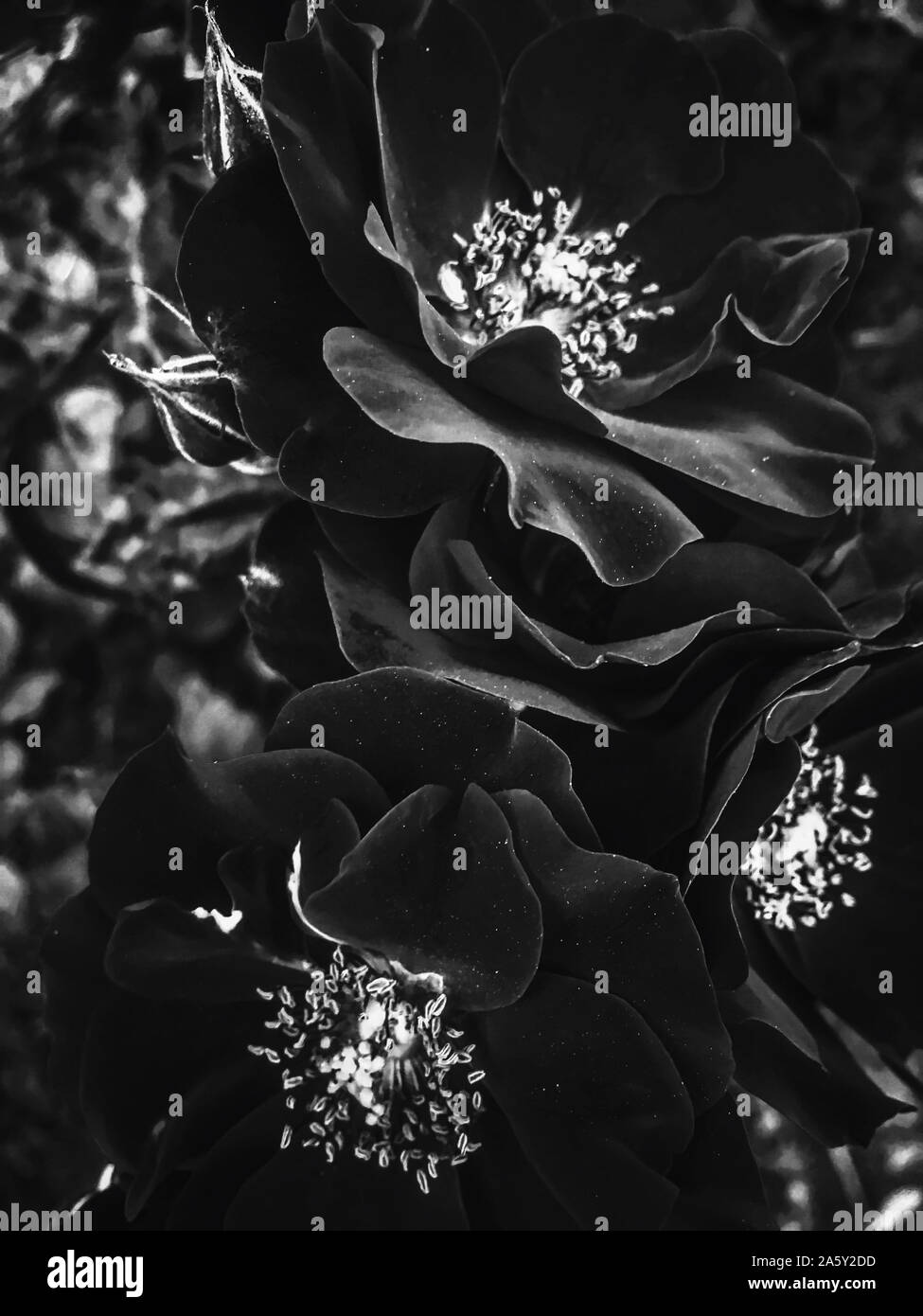 Flowers in bloom, beautiful nature and romantic design concept Black