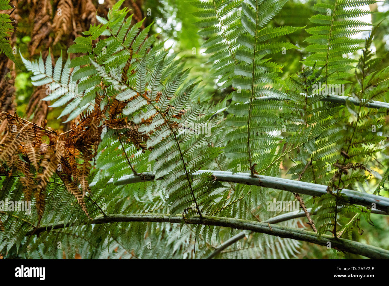 Beautiful delicate new growth on the New Zealand native fern frond Stock Photo