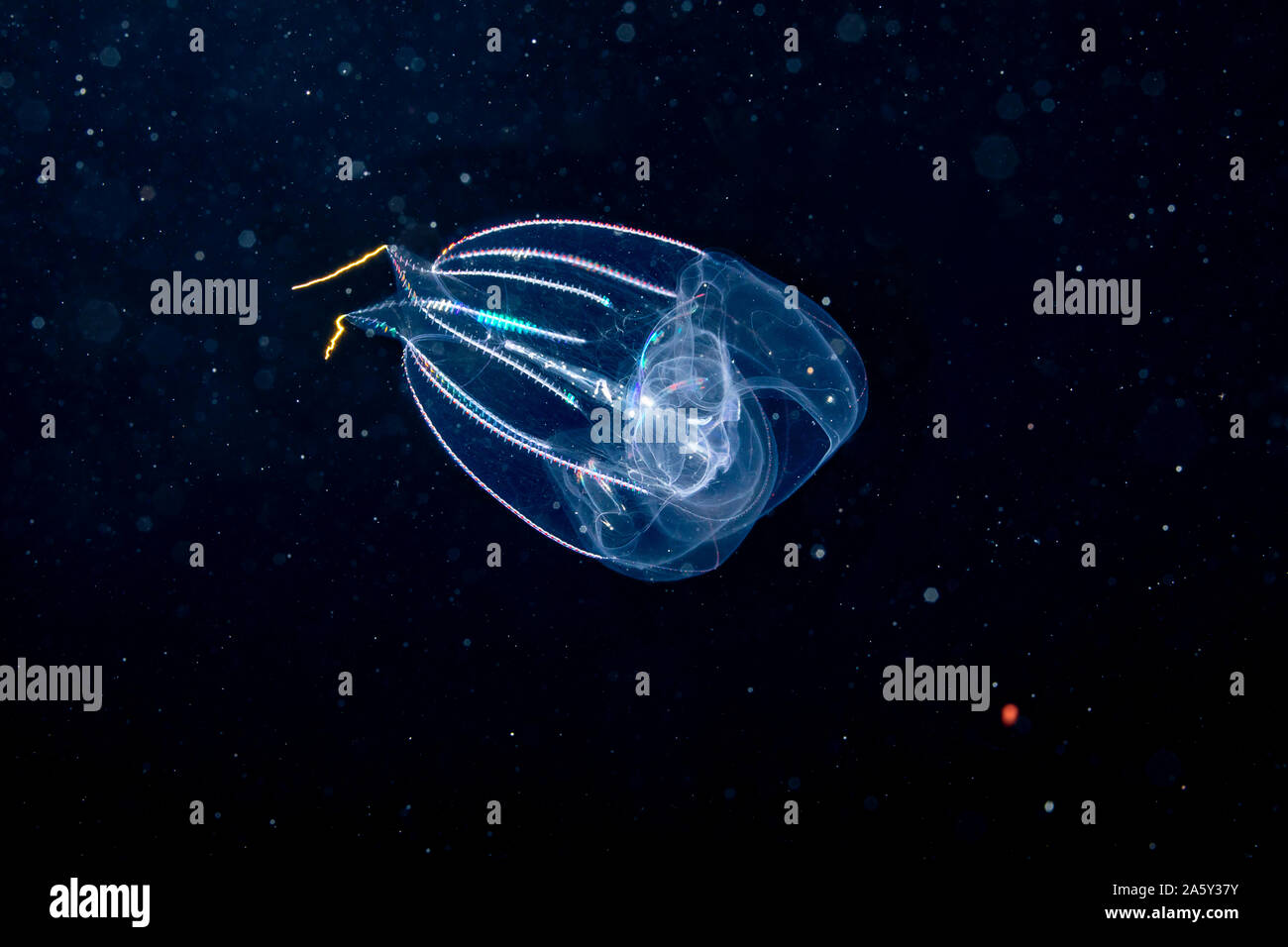 Combjelly, or sea gooseberry, as they are also known, are not related