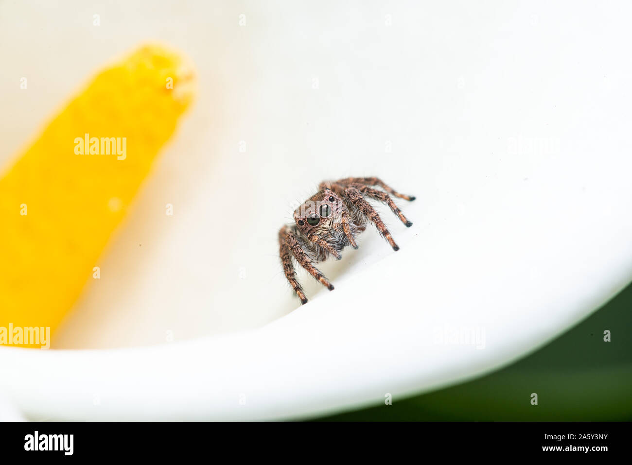 Jumping spider on Calla Lily Stock Photo