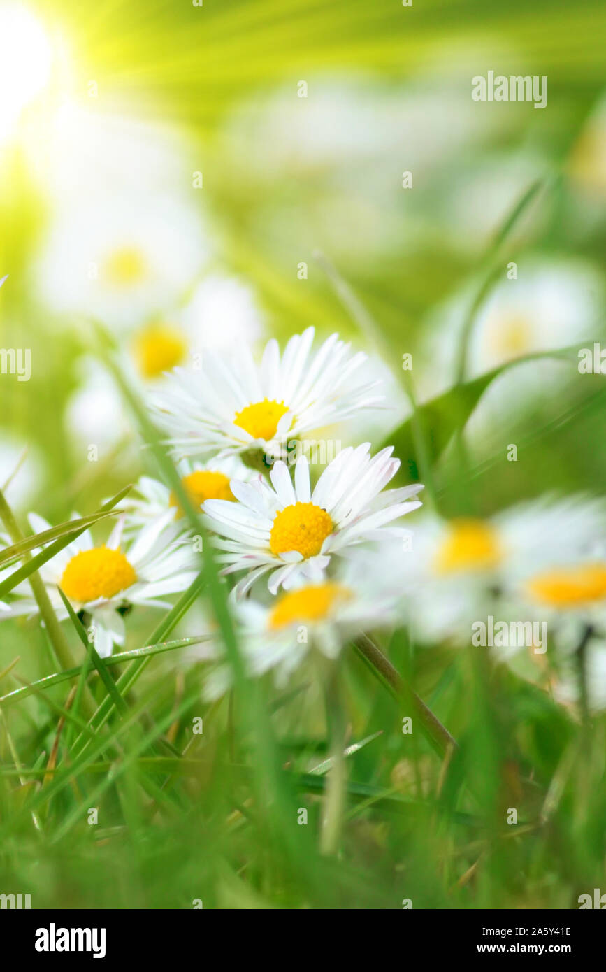 Small field daisies among the strands of grass of a meadow Stock Photo