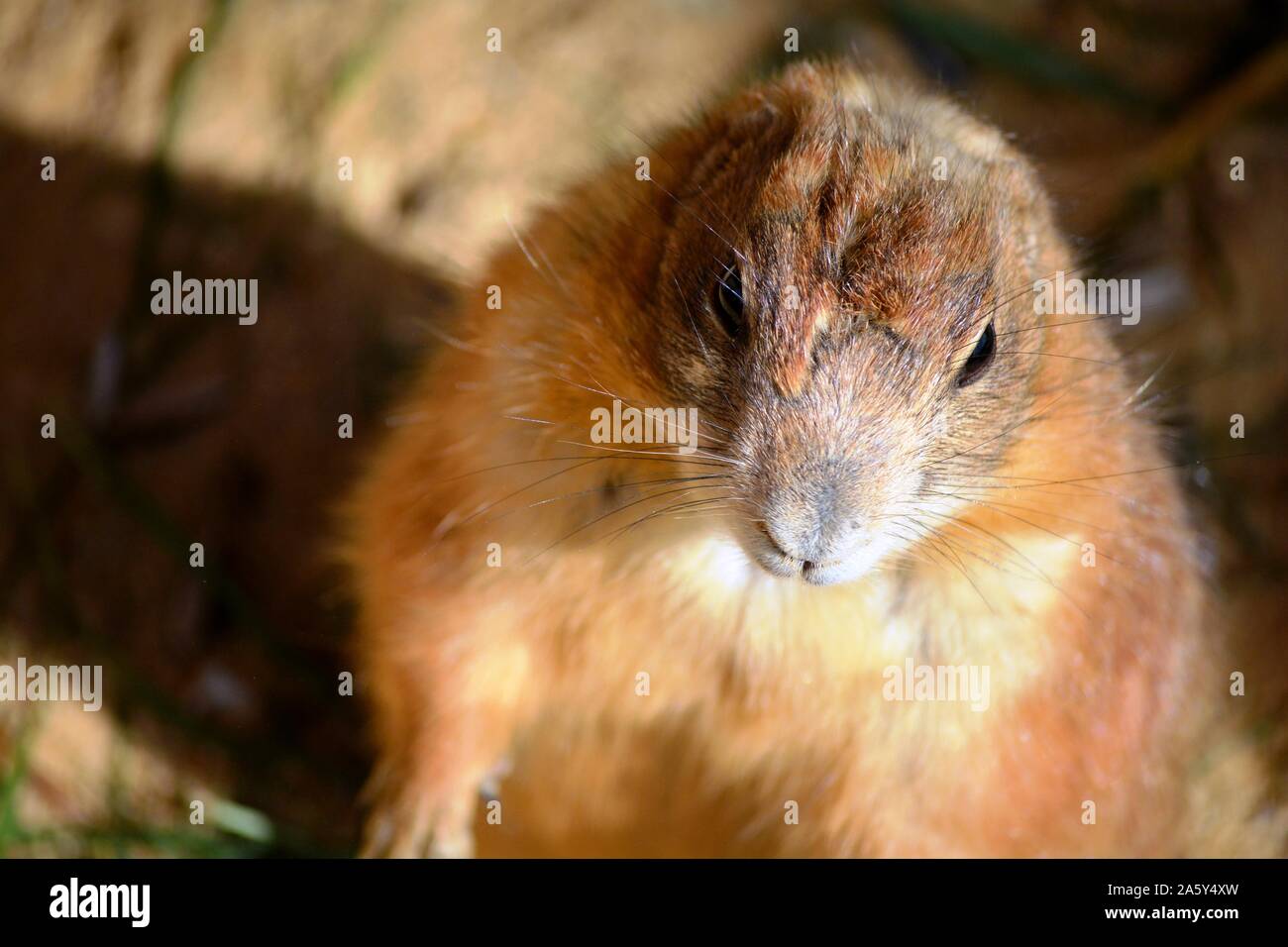 a cute and brown rodent standing Stock Photo