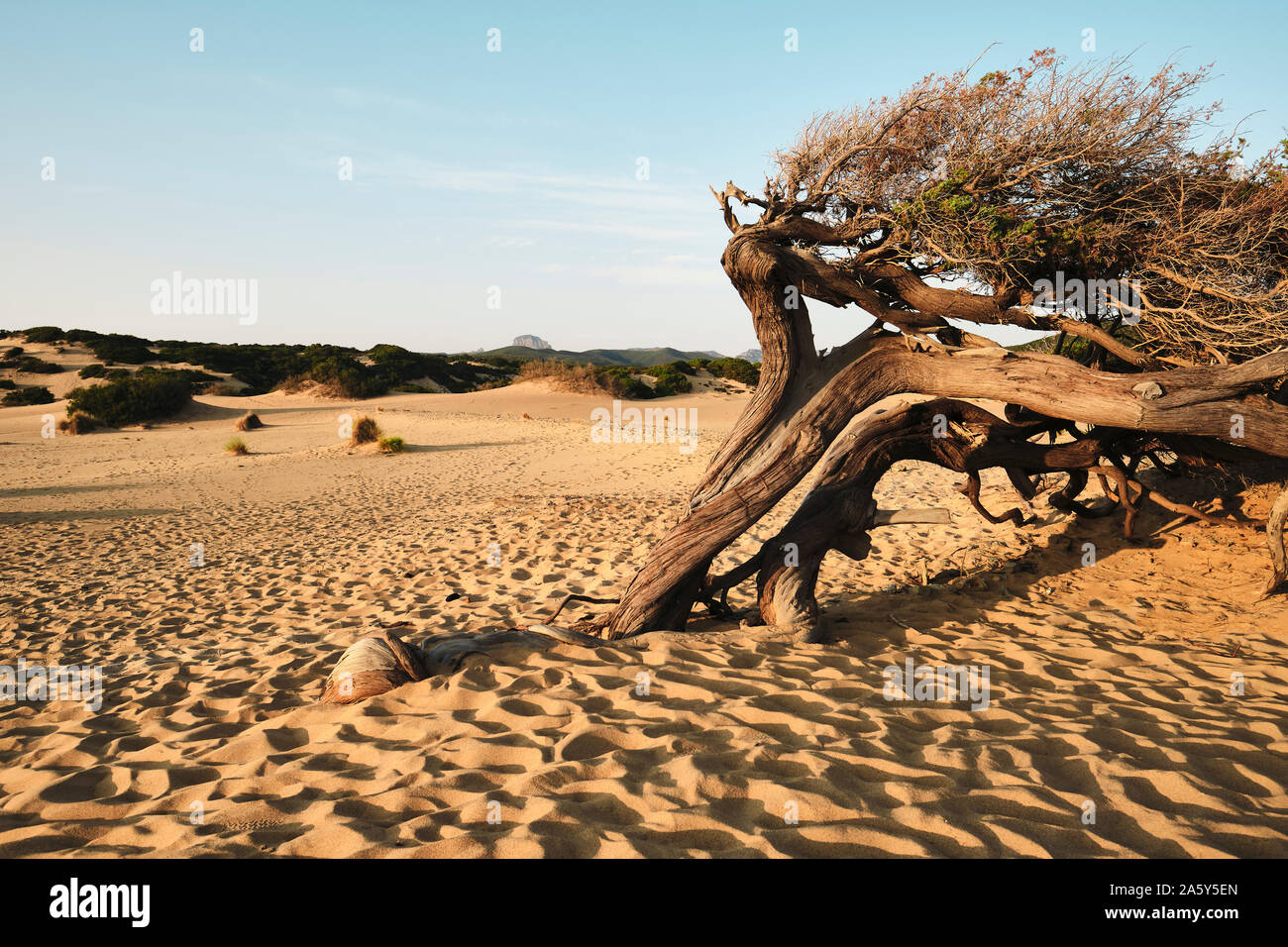 The dry desert sand dune landscape and twisted windswept tree on the Dunes of Piscinas / Dune di Piscinas, Costa Verde coast, Sardinia Italy Europe Stock Photo