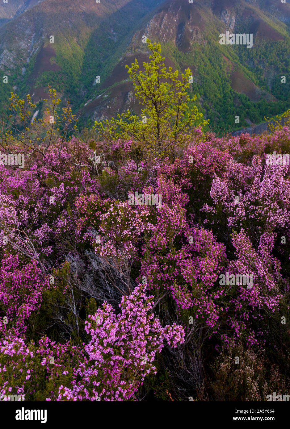 HEATHER (Erica australis), Fuentes del Narcea, Degaña e Ibias Natural Park, Asturias, Spain, Europe Stock Photo