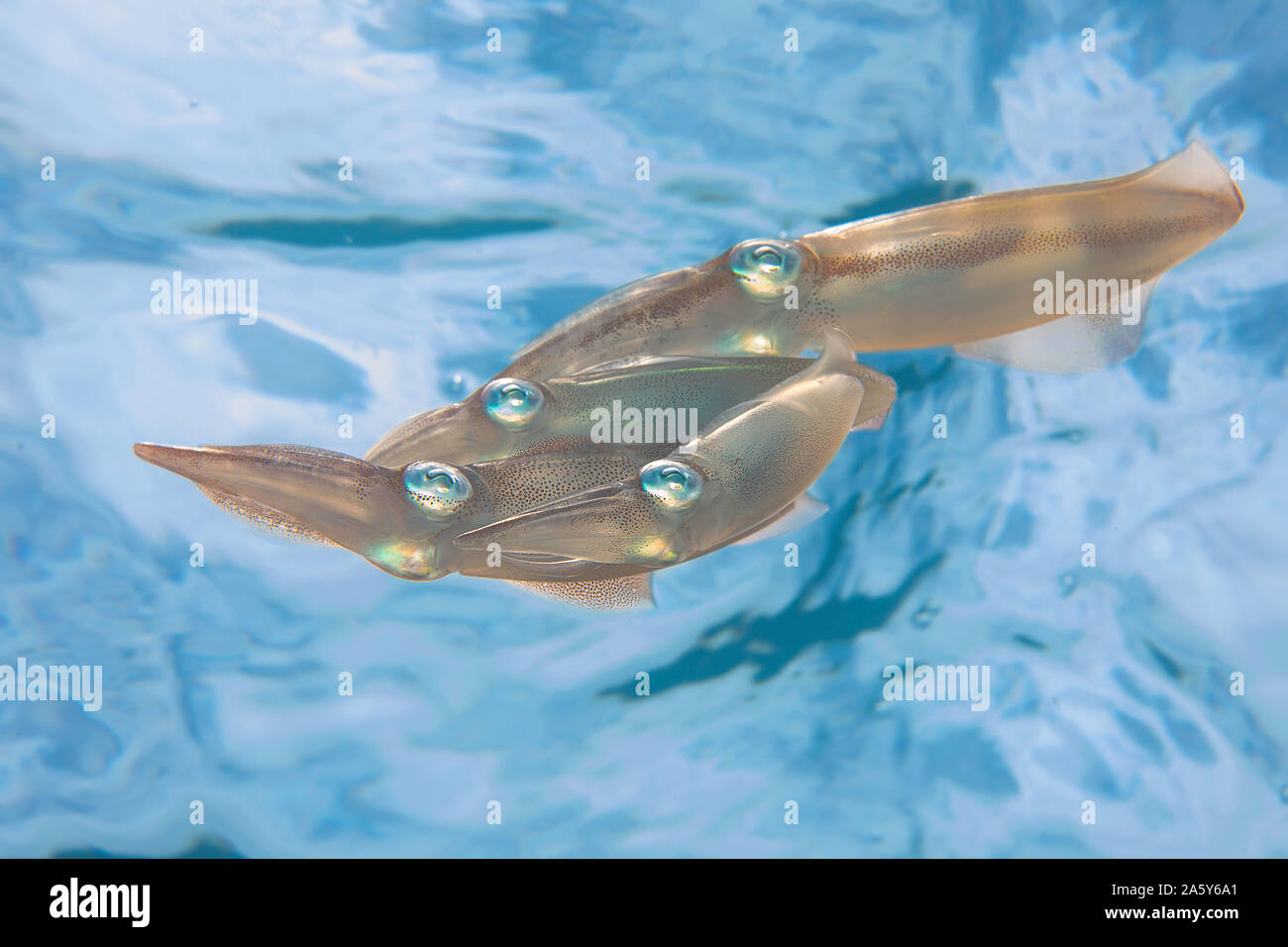 A group of four oval squid, Sepioteuthis lessoniana. These can reach 14 inches in length.  Photographed off the island of Yap, Micronesia. Stock Photo