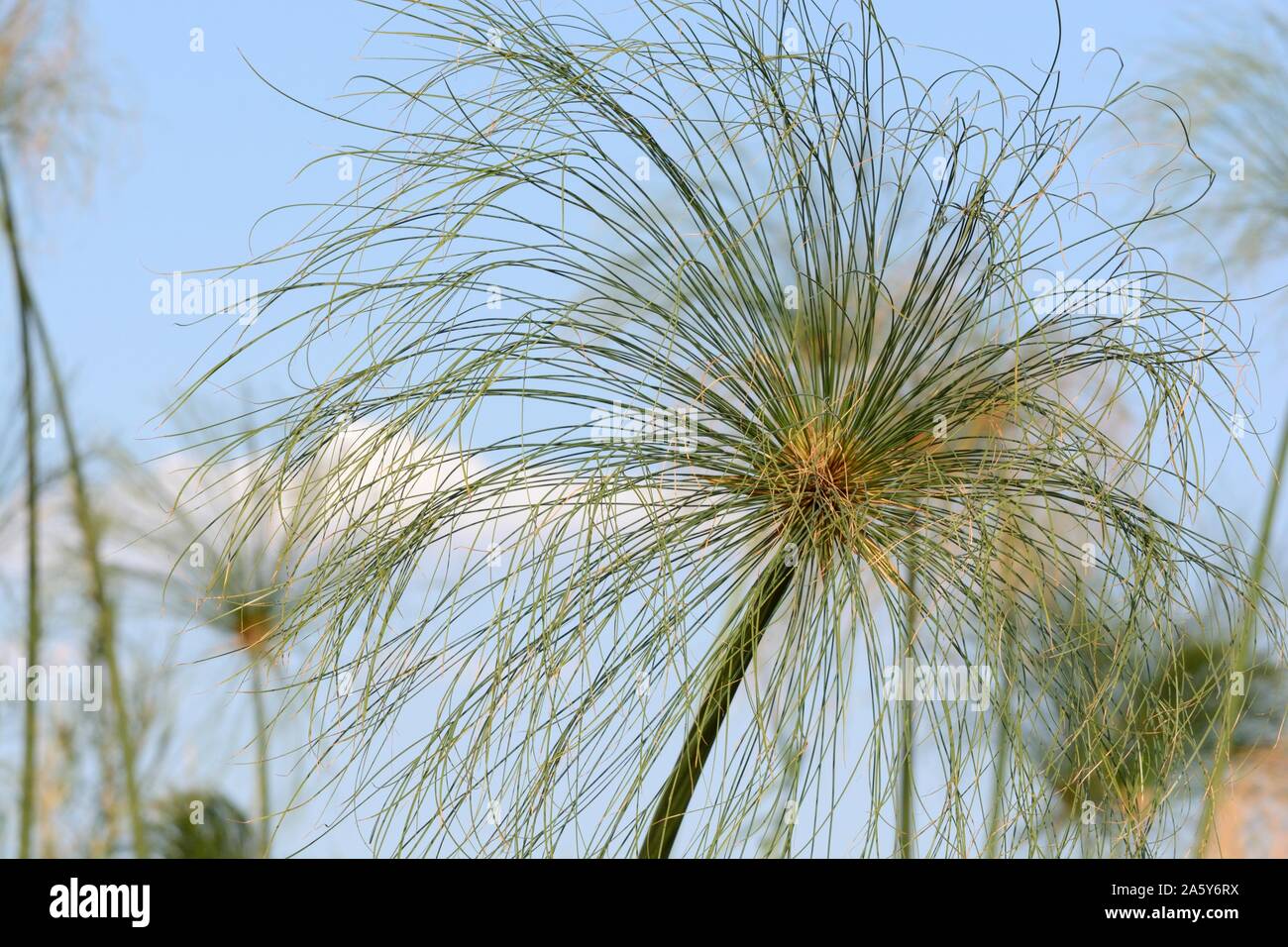 Papyrus grass Cyperus papyrus growing on the bank of the Okavango Delta  Panhandle aquatic flowering plant Botswana Stock Photo