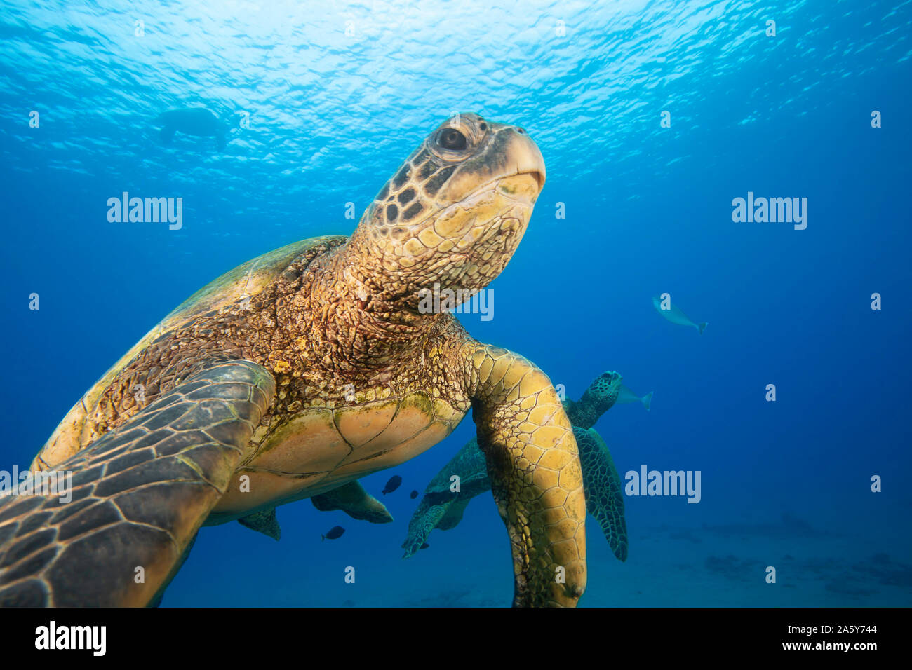 Green Sea Turtle Chelonia Mydas An Endangered Species Hawaii Stock Photo Alamy