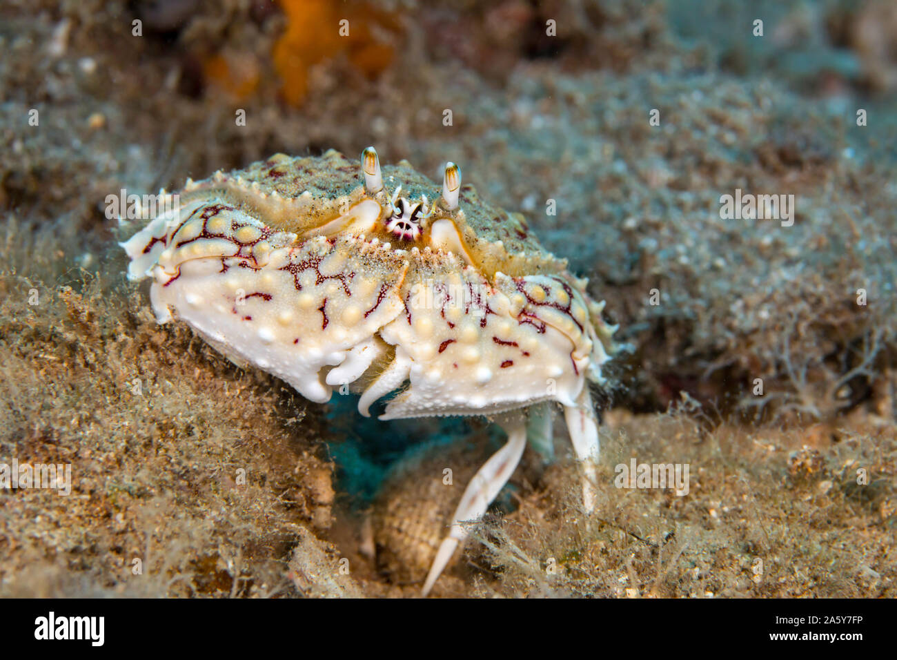 The common box crab, Calappa hepatica, reaches about 4 inches across and spends a great deal of time burried in the sand with only its eye stocks visi Stock Photo