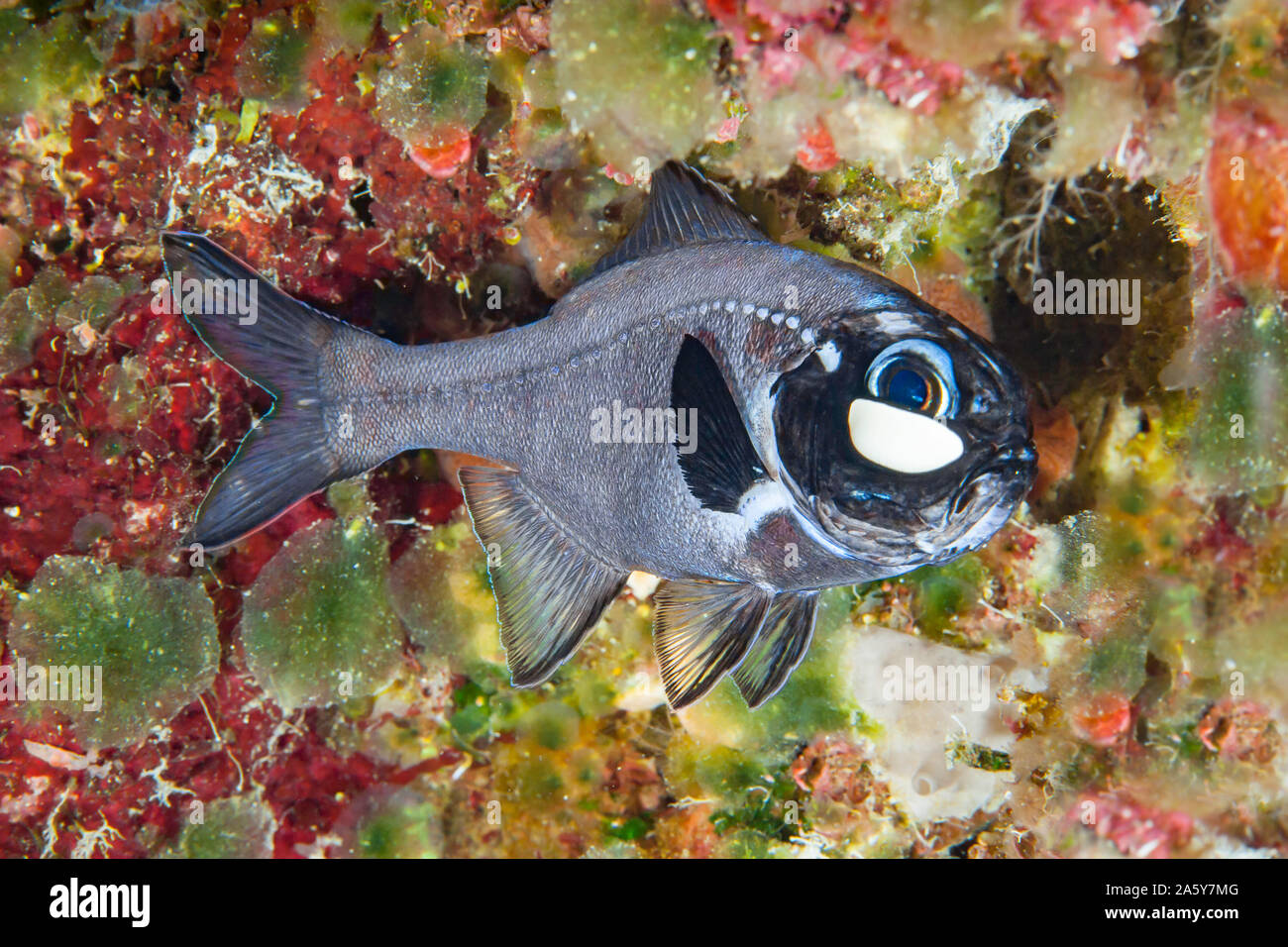 Flashlight fish bioluminescence hires stock photography and images Alamy