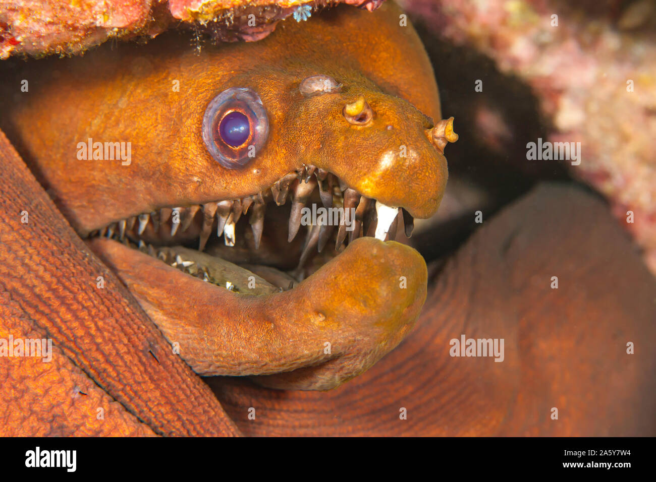 The viper moray eel, Enchelynassa canina, also known as the longfang moray, cannot completely close its jaws. Algae grows on the teeth and can be clea Stock Photo