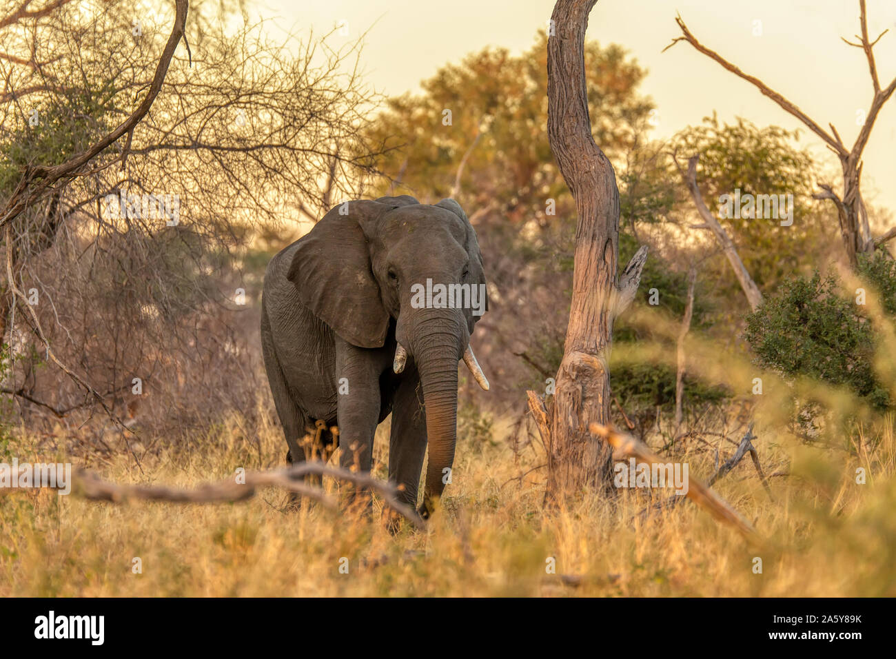 Majestic African Elephant in Moremi game reserve, yellow sunset scene