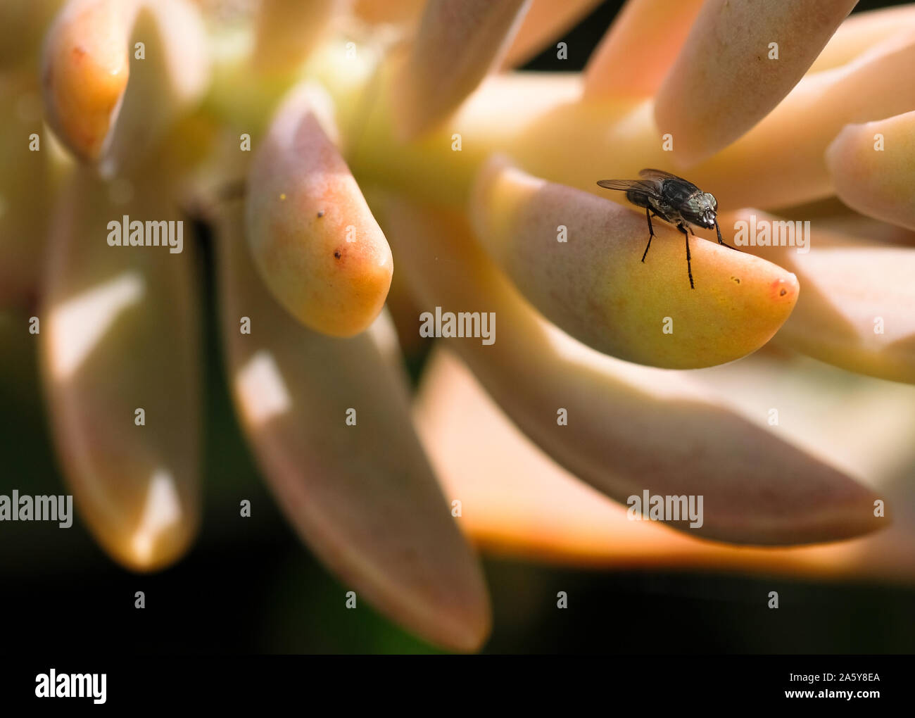 Wild Fly macro shot on fat plant,insect animal wildlife Stock Photo