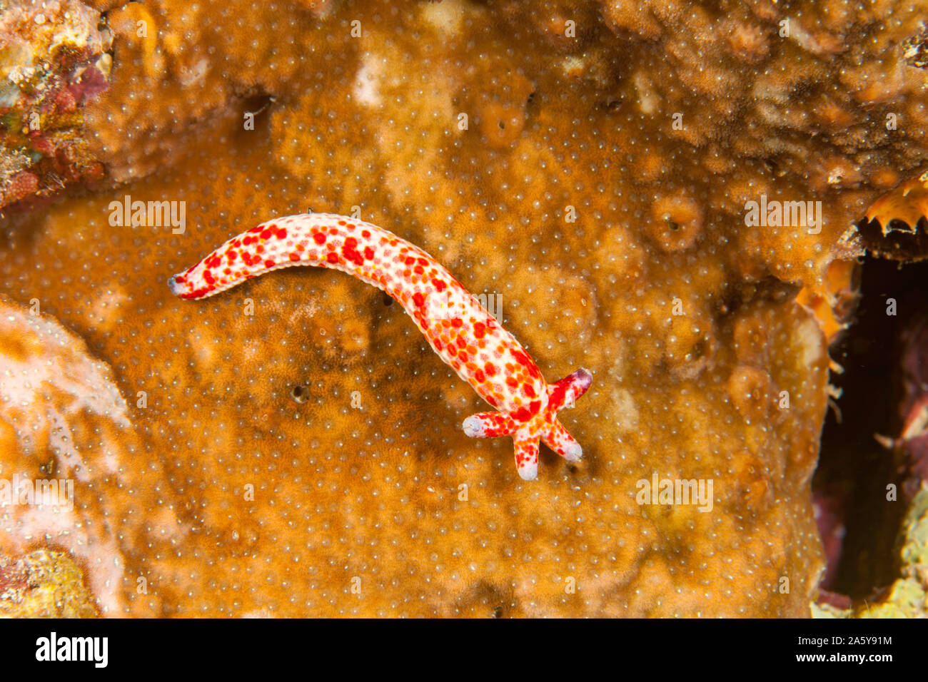 This seastar/starfish, Linckia multifora, is regenerating itself from a single arm, Fiji. Stock Photo