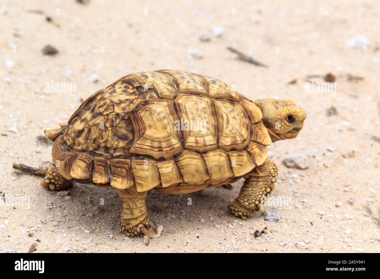 Close up of a broken shell, yellow tortoise walking on the ground ...