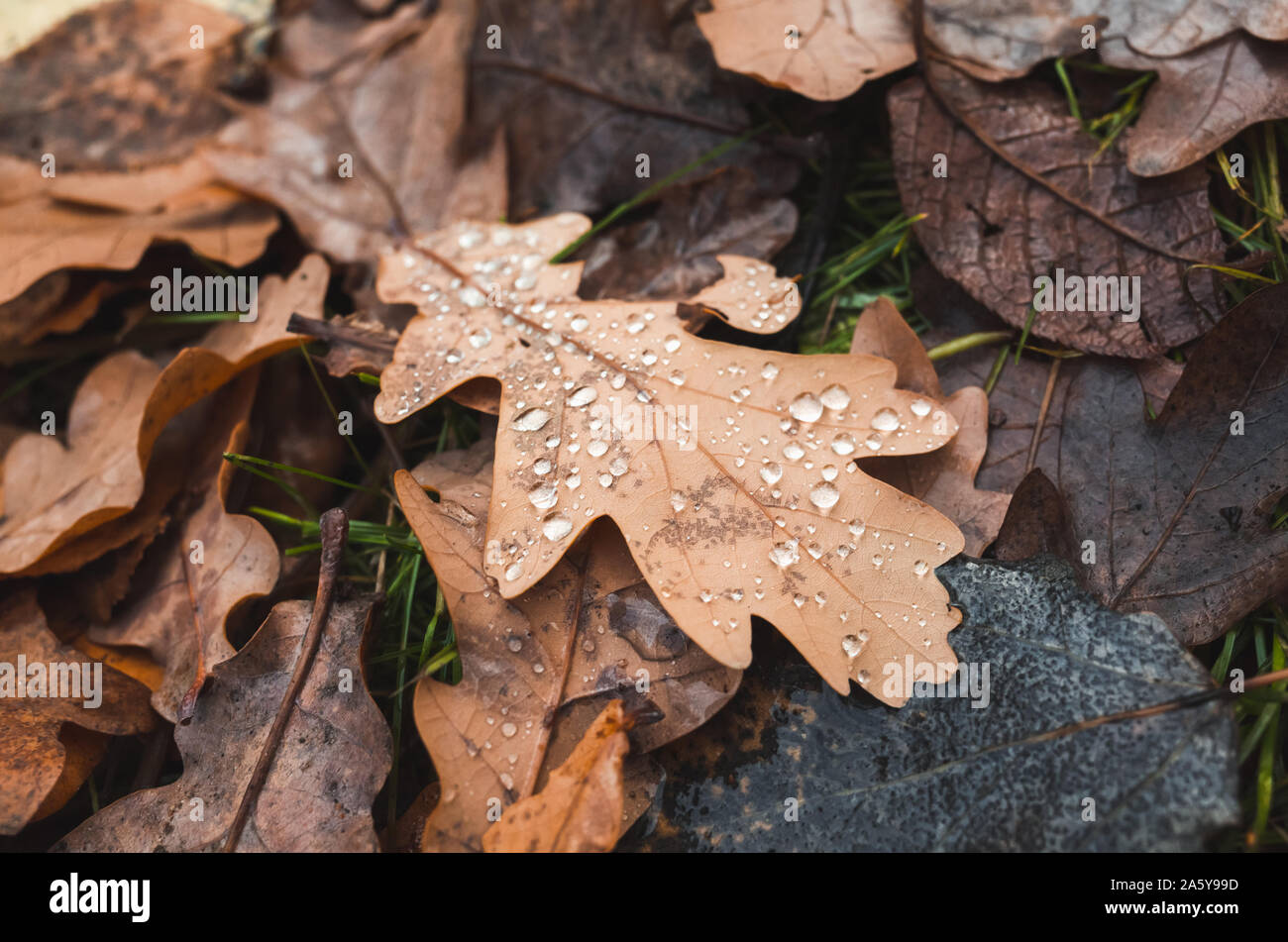Dry autumn oak tree leaves with water drops lay on the forest ground ...