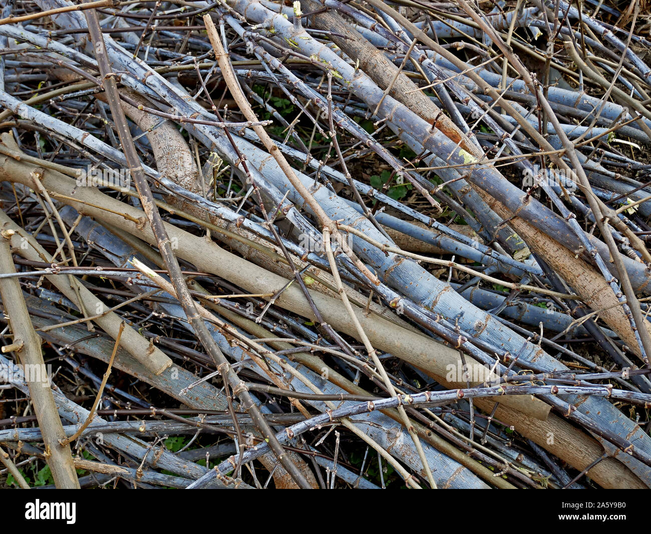 Pile of twigs and branches hires stock photography and images Alamy