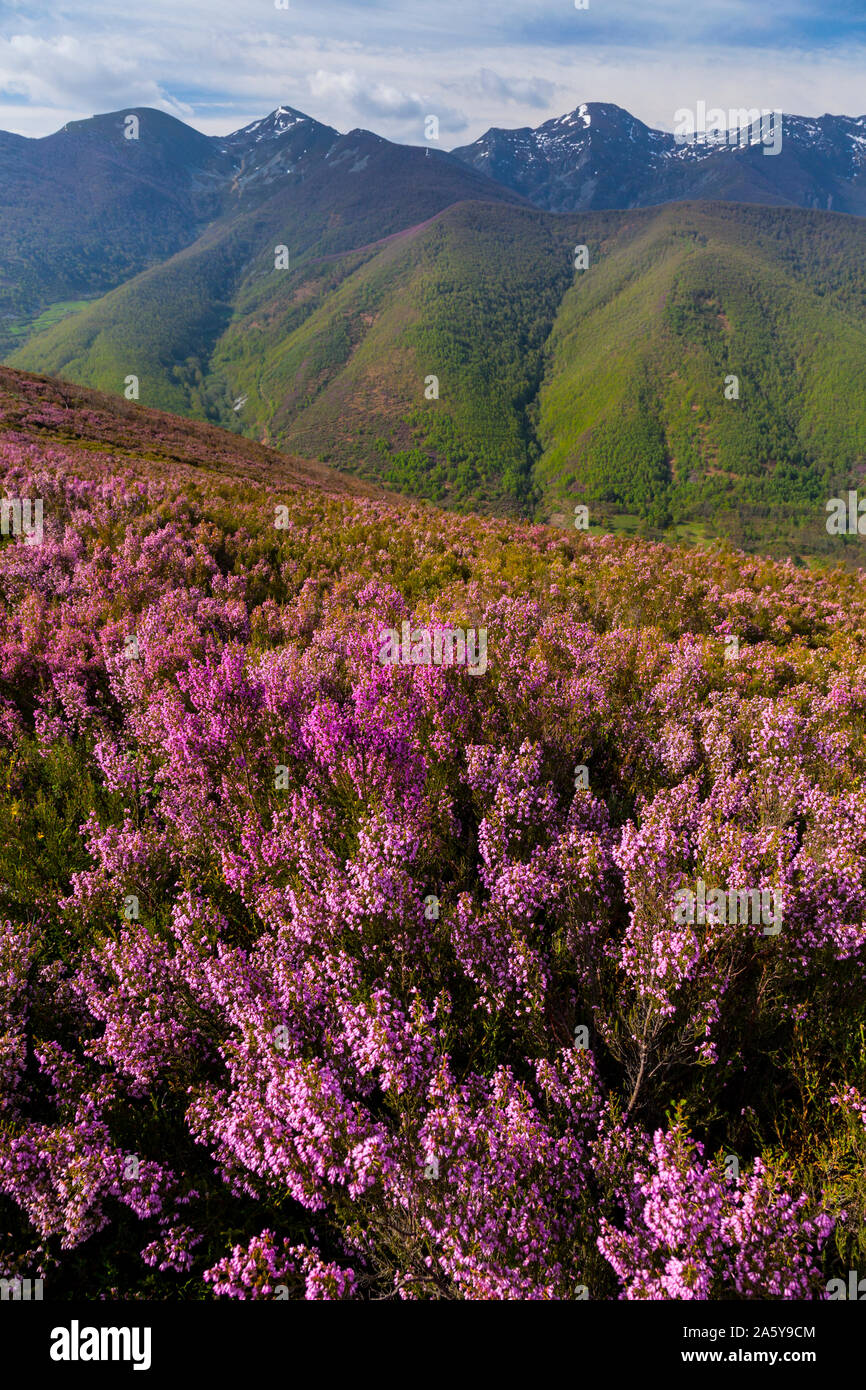 HEATHER (Erica australis), Fuentes del Narcea, Degaña e Ibias Natural Park, Asturias, Spain, Europe Stock Photo