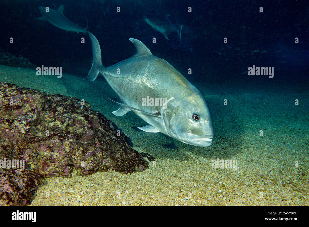 The white ulua, Caranx ignobilis, is also known as a giant trevally or  jack. This species is popular with spearfishermen and can reach over five  feet Stock Photo - Alamy