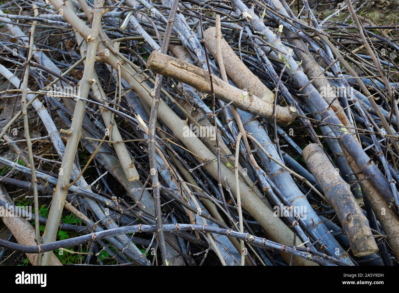 Pile of twigs and branches hires stock photography and images Alamy