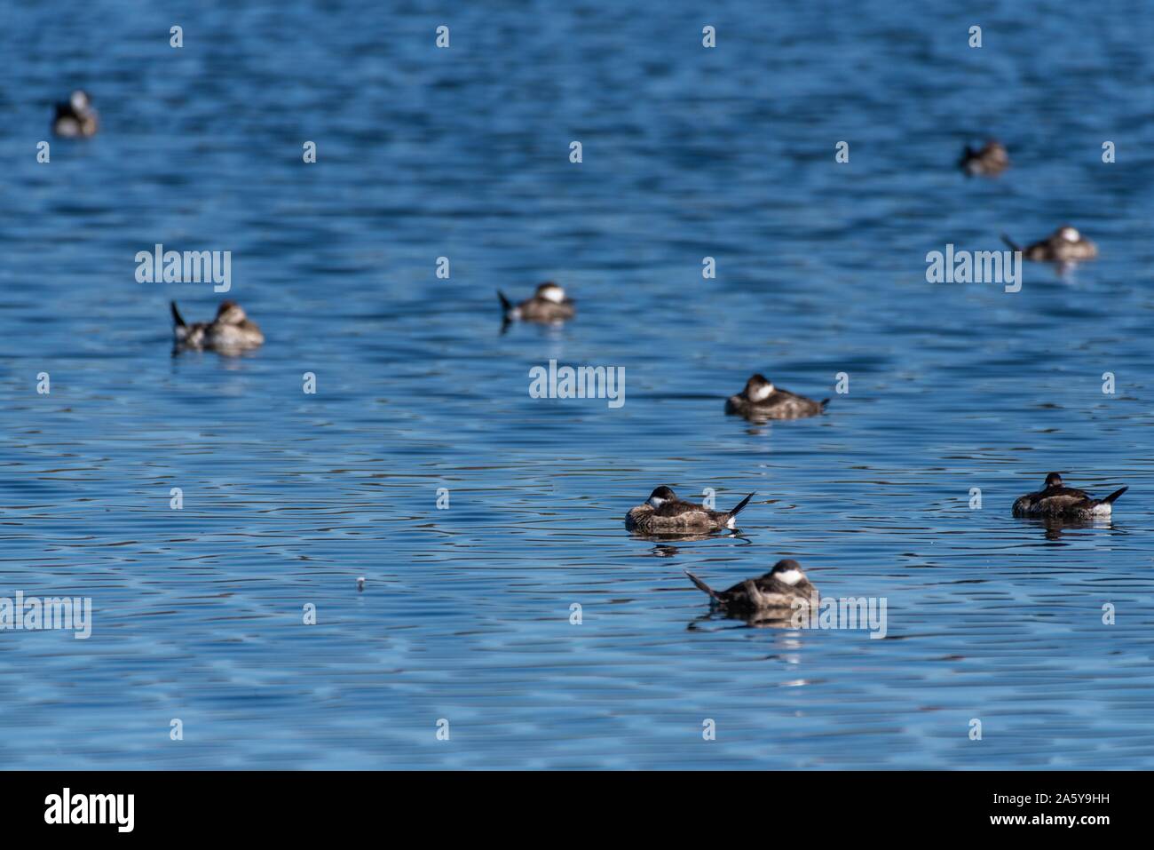 Group of sleeping Ruddy Ducks have heads safely tucked while floating together on pond water surface. Stock Photo