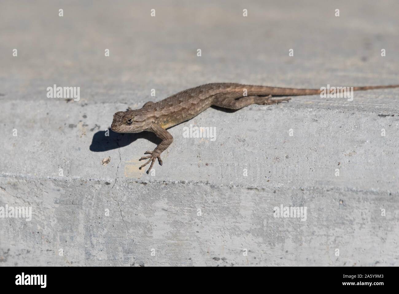 Alert juvenile reptile lizard absorbs the sunlight warmth from his concrete perch. Stock Photo