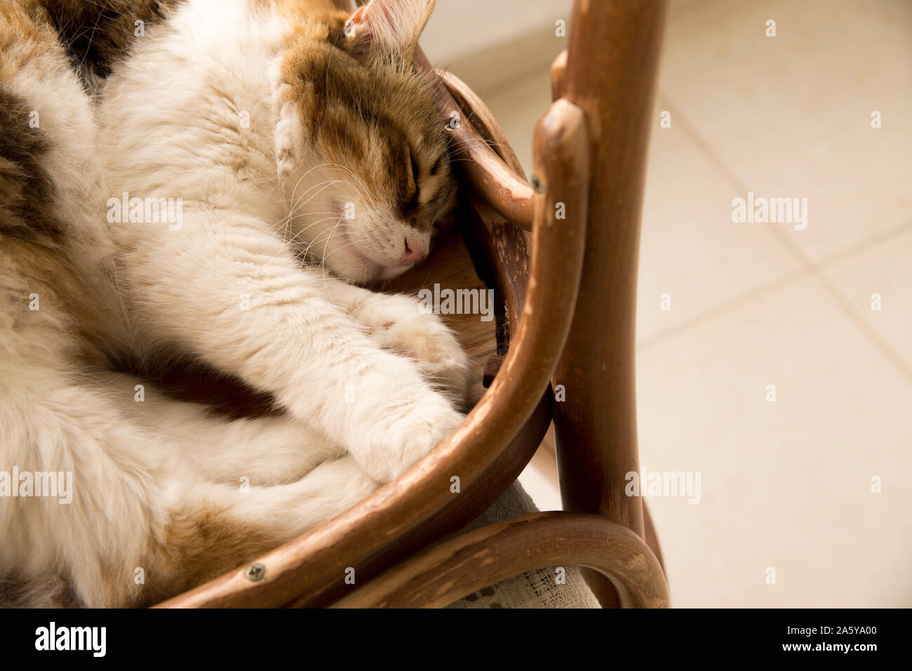 Close up high angle view of a beautiful calico cat enjoying sleep on a reversed rustic chair with some copy space. Stock Photo