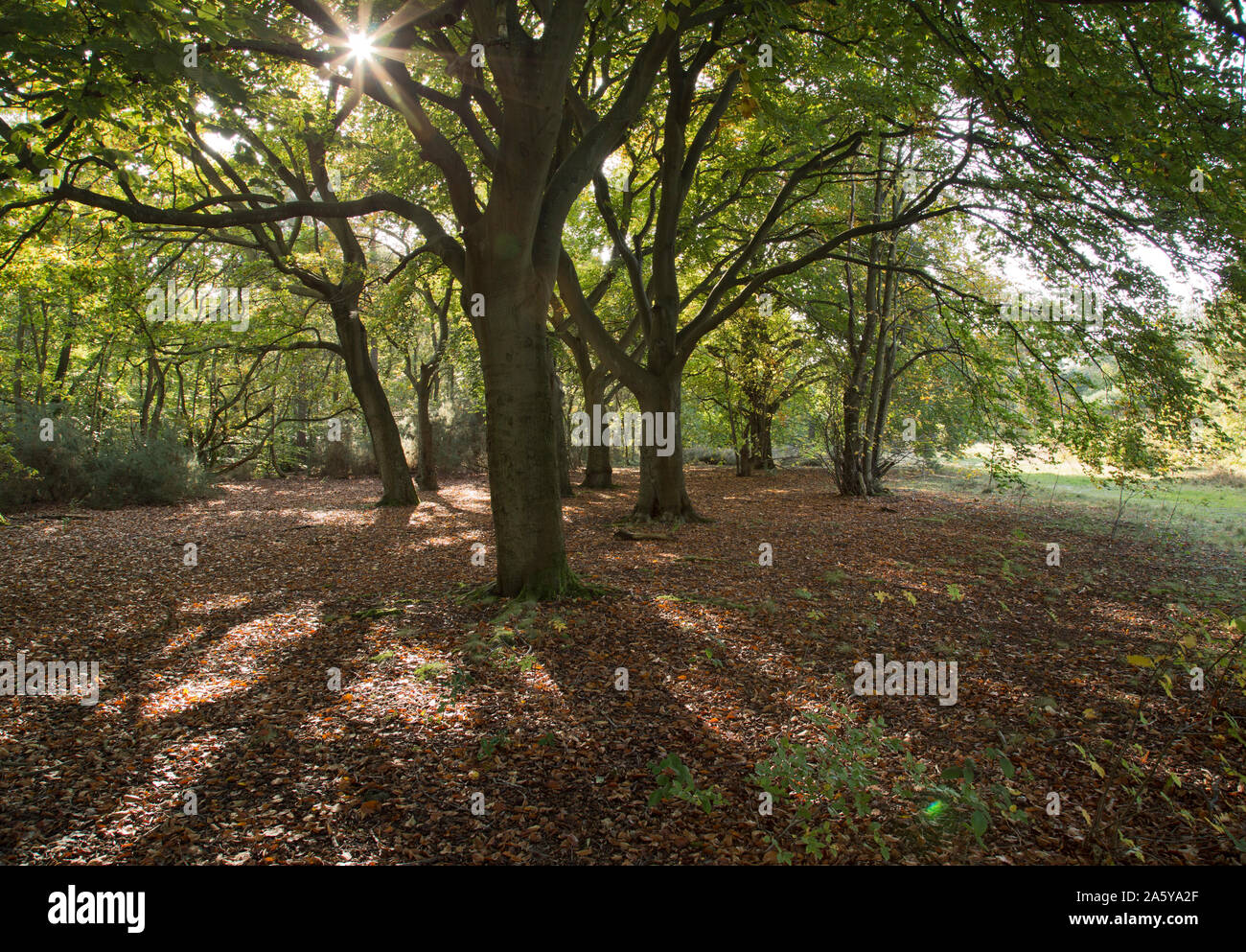 Shirley hills, croydon hires stock photography and images Alamy